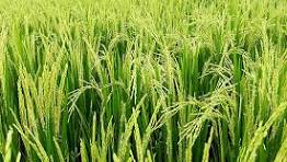 Cara Menggunakan Bot IG Aman